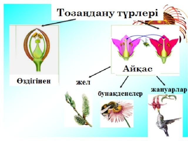 Тозаңдану және ұрықтану 7 сынып презентация