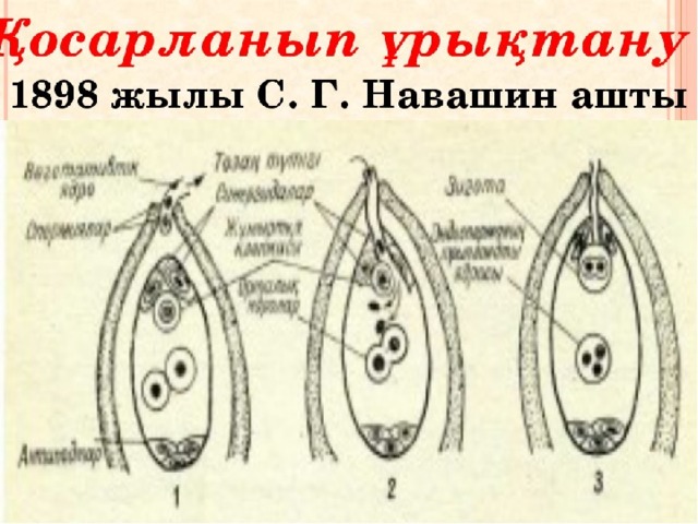 Тозаңдану және ұрықтану 7 сынып презентация