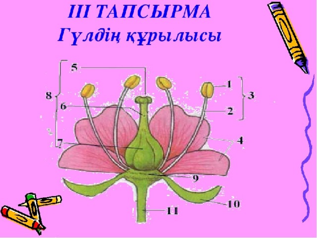 Тозаңдану түрлері. Гүл құрылысы презентация. Части цветка. Слайд биологиядан. Тозаңдану мен ұрықтану слайд.