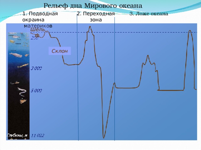 Рельеф дна Мирового океана 1. Подводная окраина  материков 2. Переходная  зона 3. Ложе океана Шельф Склон 