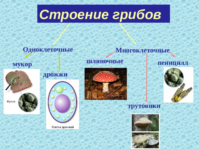 Строение грибов Одноклеточные Многоклеточные шляпочные пеницилл мукор дрожжи трутовики 