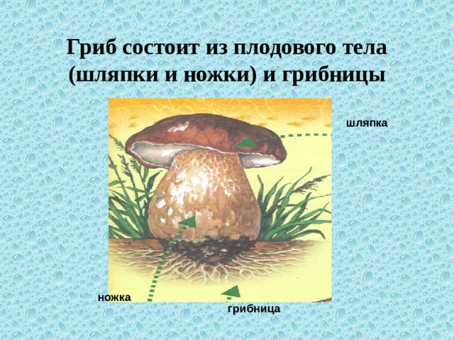 Гриб состоит из плодового тела (шляпки и ножки) и грибницы шляпка ножка грибница 