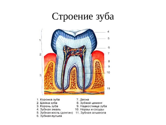 Строение зуба 