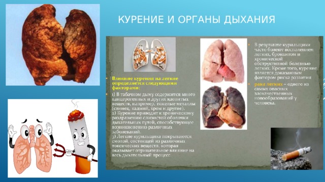 Курение и органы дыхания 