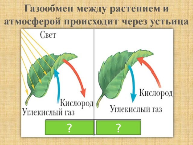 ? ? 