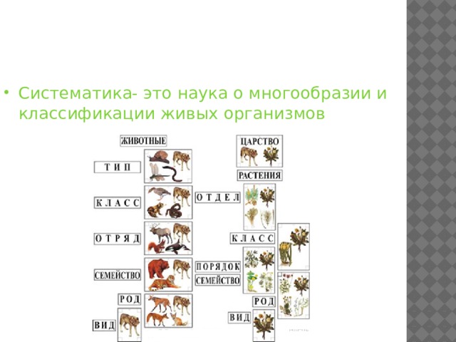 Систематика живых организмов схема