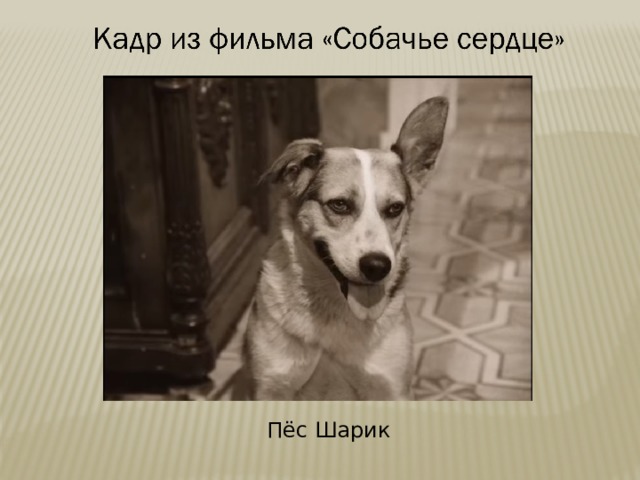 Собачье сердце кто первым назвал пса шариком. Пес шарик Собачье сердце.