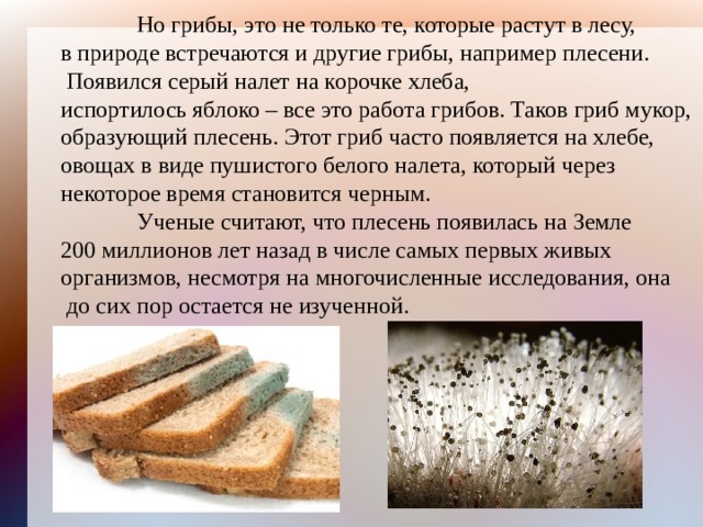 Плесневые грибы часто появляются на хлебе