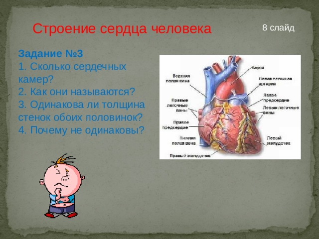 Строение сердца человека 8 слайд Задание №3 1. Сколько сердечных камер? 2. Как они называются? 3. Одинакова ли толщина стенок обоих половинок? 4. Почему не одинаковы? 