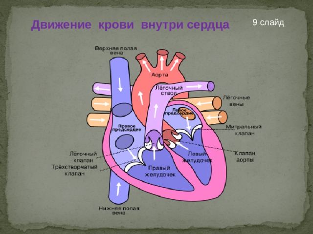 9  слайд Движение крови внутри сердца 