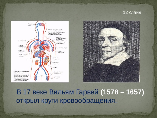 В 17 веке Вильям Гарвей (1578 – 1657) открыл круги кровообращения. 12 слайд 