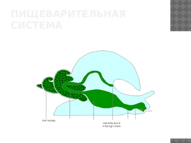 Пищеварительная система 