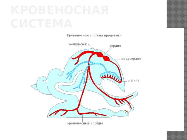 Кровеносная система 