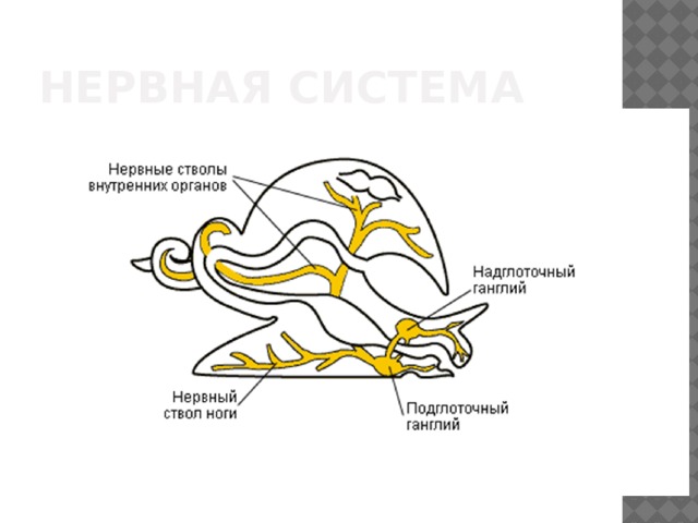 Нервная система 