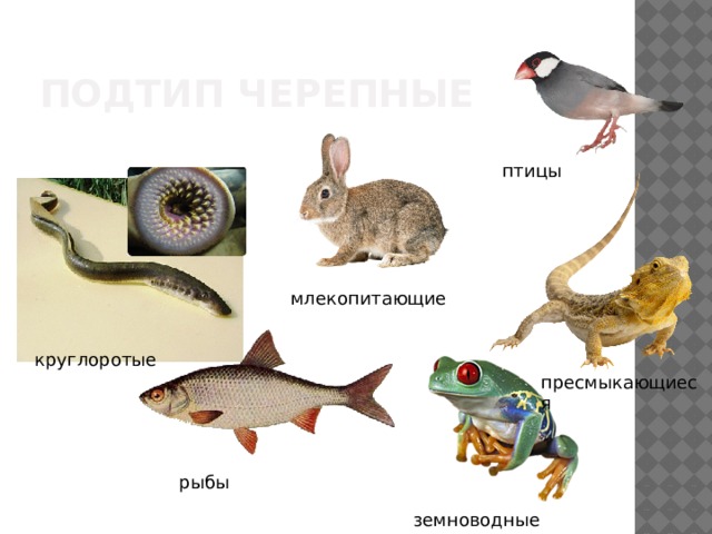 Подтип черепные птицы млекопитающие круглоротые пресмыкающиеся рыбы земноводные 