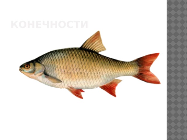 конечности 