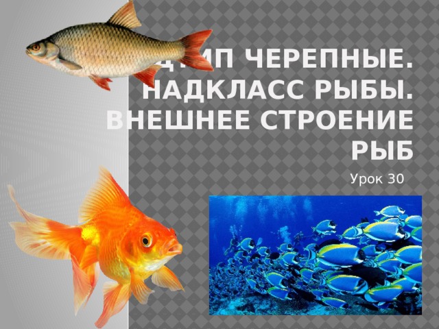 Подтип черепные.  Надкласс рыбы.  Внешнее строение рыб Урок 30 