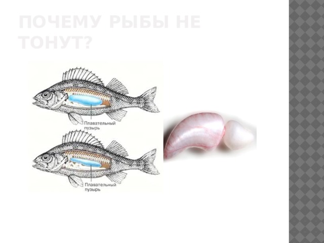 Почему рыбы не тонут? 
