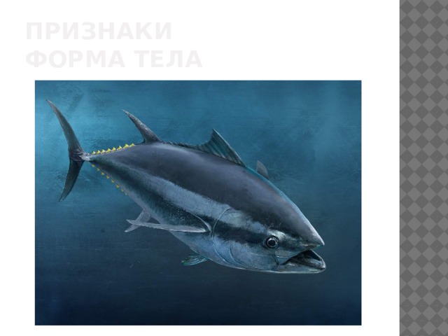 Признаки  форма тела 