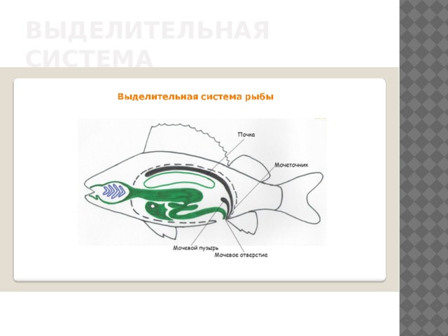 Рисунок выделительной системы животных. Внутреннее строение рыб выделительная. Внутреннее строение рыбы выделительная система. Несложный рисунок выделительная система. Выделительная система рыб рисунок.