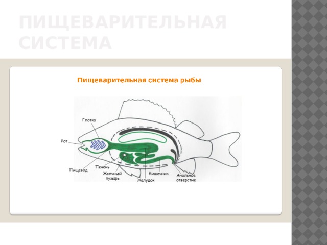 Пищеварительная система рыбы рисунок