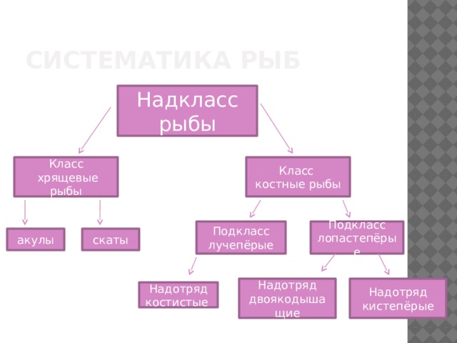 Общая характеристика рыб биология 7 класс презентация