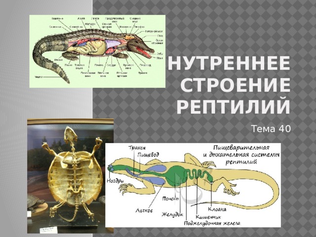 Внутреннее строение пресмыкающихся презентация