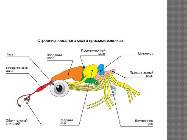 Презентация внешнее строение пресмыкающихся