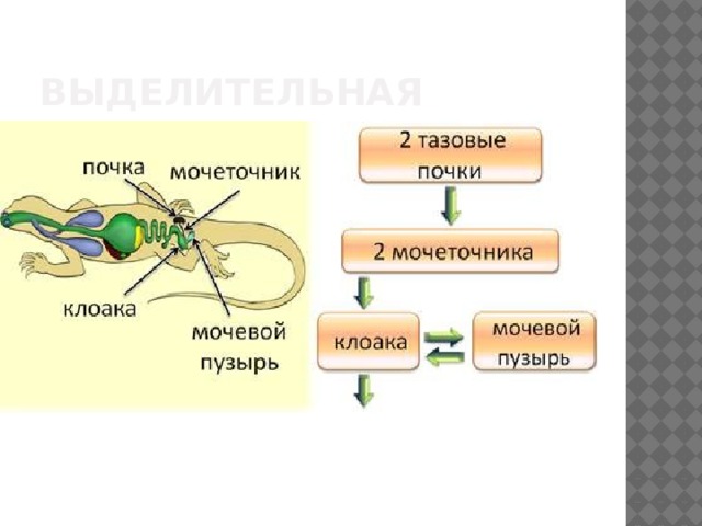 Выделительная система ящерицы рисунок