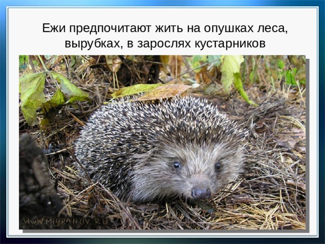 Ежи предпочитают жить на опушках леса, вырубках, в зарослях кустарников   