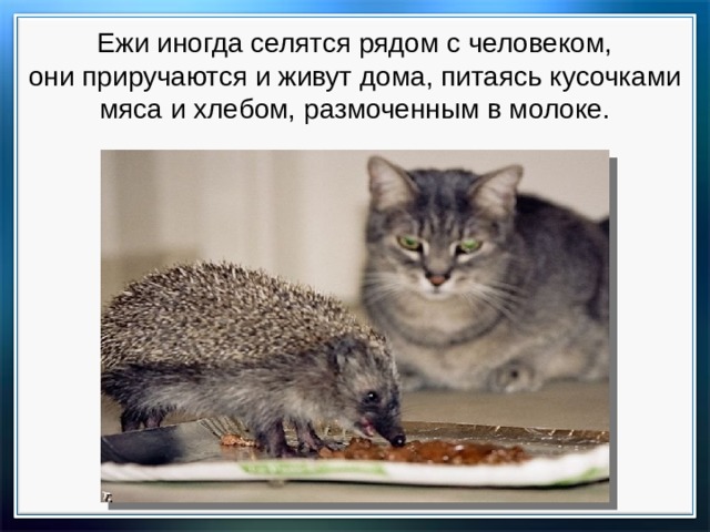 Ежи иногда селятся рядом с человеком, они приручаются и живут дома, питаясь кусочками мяса и хлебом, размоченным в молоке. 