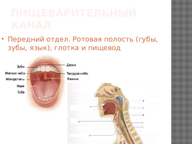 Ротовая полость пищевод