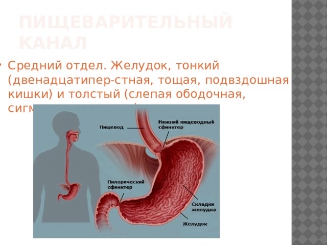 Тонкий желудок. Средние отделы ЖКТ. Средний отдел пищеварительной трубки. Средний отдел пищеварительного тракта.