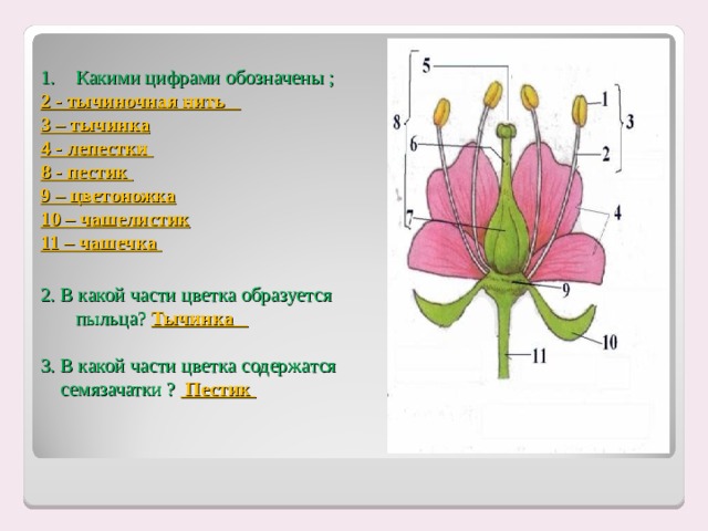 Назовите части пестика обозначенные на рисунке цифрами и их функции