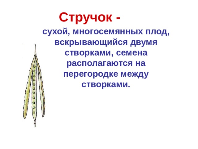 Плод стручок рисунок