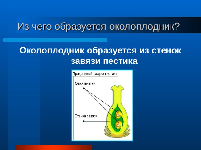 Плод образуется из стенок