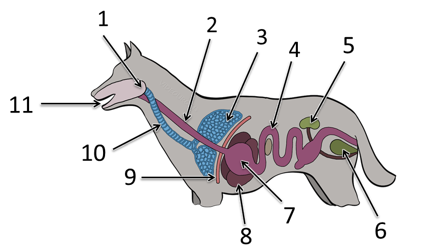 Определите систему органов собаки изображенную на рисунке