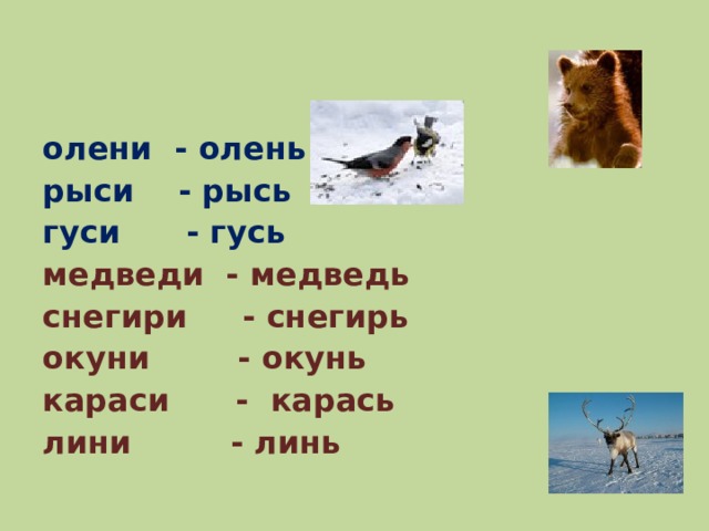 Рысь словосочетание. Звери на конце мягкий знак. Название птиц зверей и рыб с мягким знаком на конце. Звери птицы рыбы с мягким знаком на конце. Схема слова Рысь.