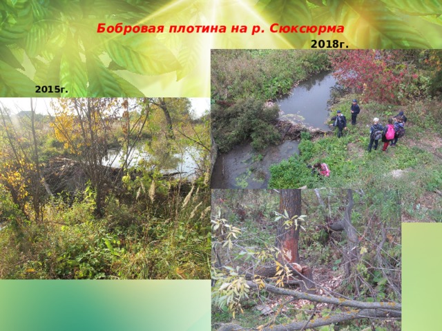  Бобровая плотина на р. Сюксюрма      2018г. 2015г. 