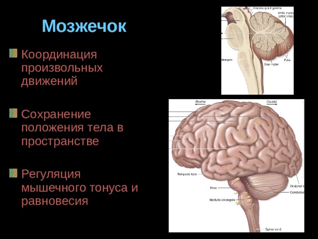 Височная доля головного мозга: строение и функции