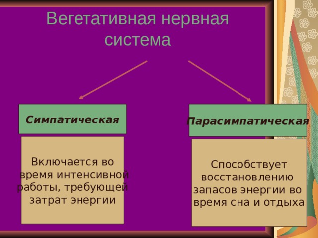 Примеры симпатической нервной системы Презентация к уроку биология для 8 класса на тему "Нервная система"