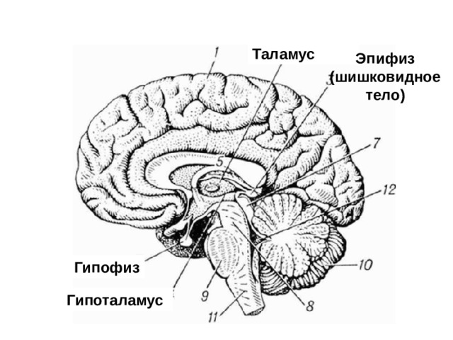 Гипоталамус гипофиз фото