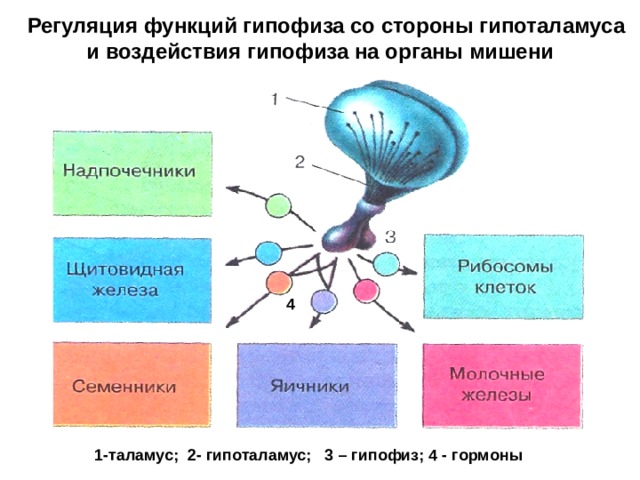 Посмотрите на рисунок 14 нарушения функций гипофиза и рисунок 15 нарушения функций щитовидной