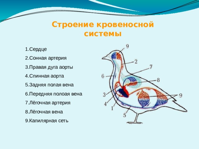 Строение кровеносной системы Сердце Сонная артерия Правая дуга аорты Спинная аорта Задняя полая вена Передняя полоая вена Лёгочная артерия Лёгочная вена Капилярная сеть 