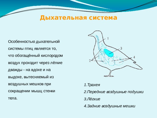 Дыхательная система Особенностью дыхательной системы птиц является то, что обогащённый кислородом воздух проходит через лёгкие дважды - на вдохе и на выдохе, вытесняемый из воздушных мешков при сокращении мышц стенки тела. Трахея Передние воздушные подушки Лёгкие Задние воздушные мешки 