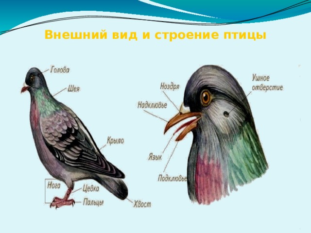 Внешний вид и строение птицы 