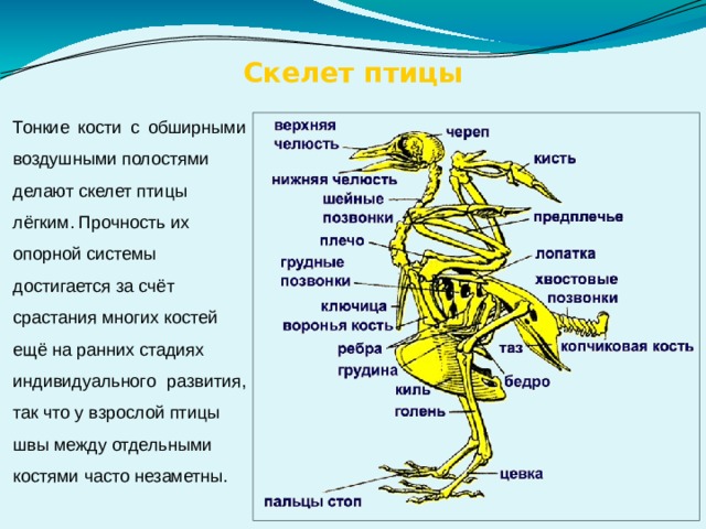 Таблица особенностей строения скелета птиц. Коракоид Воронья кость. Коракоид Воронья кость функции. Скелет птицы. Кости скелета птицы.