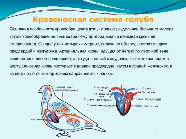 Кровеносная система голубя О сновная особенность кровообращения птиц - полное разделение большого малого кругов кровообращения, благодаря чему артериальная и венозная кровь не смешиваются. Сердце у них четырёхкамерное, велико по объёму, состоит из двух предсердий и желудочка. Артериальная кровь, идущая от лёгких по лёгочной вене, изливается в левое предсердие, а оттуда в левый желудочек, из котого попадает в аорту. Венозная кровь поступает в правое предсердие, затем в правый желудочек, а из него по лёгочным артериям направляется к лёгким. 