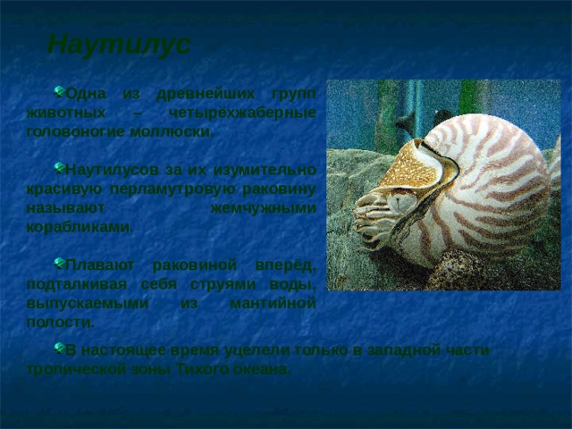 Какую функцию выполняет моллюск. Головоногие моллюски раковина. Сообщение по биологии про моллюски наутилусы. Моллюск выполняемые функции. Наутилус презентация.