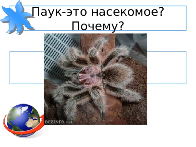 Паук-это насекомое? Почему?   